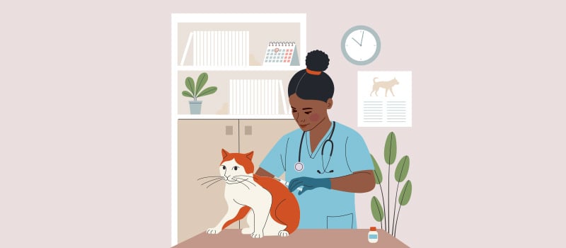 Cat Vaccinations: What to Know